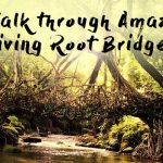 Living-root-bridges-1
