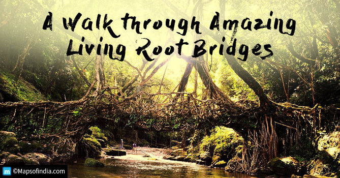 India's Amazing Living Root Bridges in Meghalaya