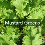 Mustard Greens