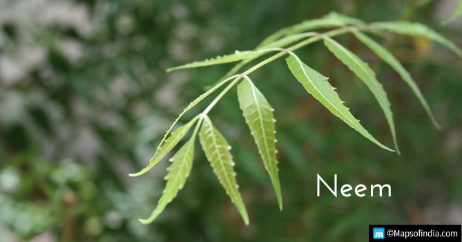 Neem - Effective Ayurvedic Remedy from Air Pollution
