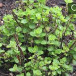 Oregano