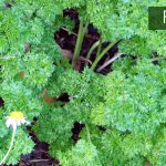 Parsley