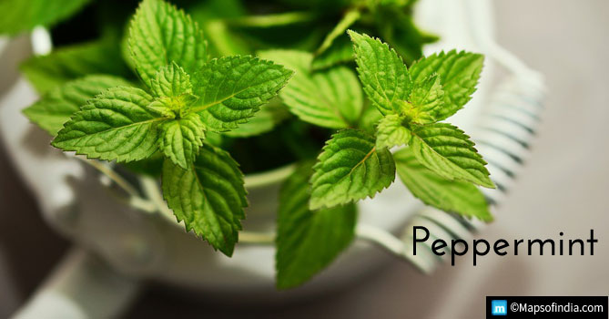 Peppermint - Effective Ayurvedic Remedy from Air Pollution