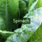 Spinach