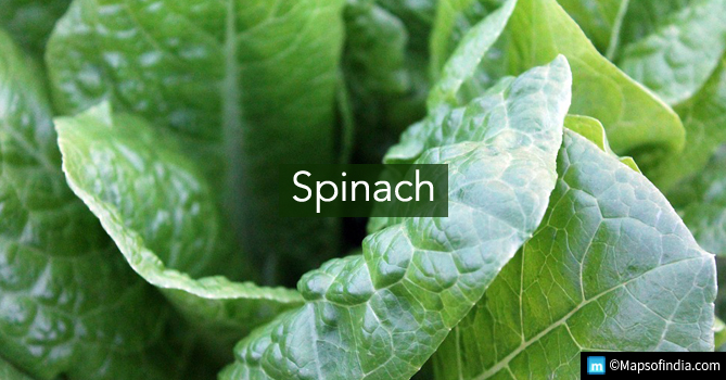 Spinach - Green Vegetable
