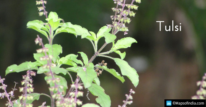 Tulsi-Protect You from Air Pollution