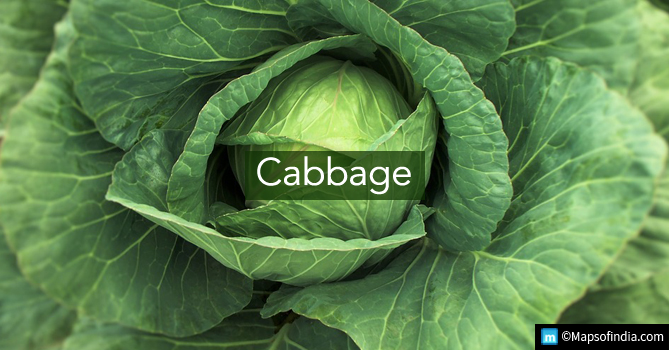 Cabbage - Green Vegetable