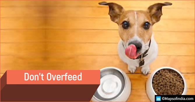 Do Not Overfeed Pets