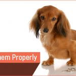 Groom Pets Properly