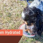 Keep Pets Hydrated