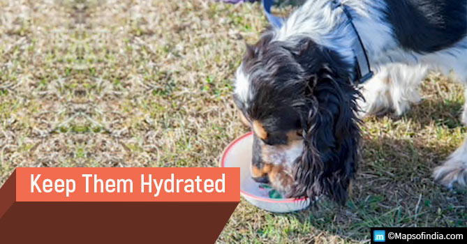 Keep Pets Hydrated