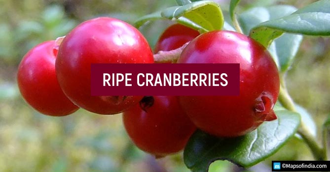 Surprising Facts about Food - Ripe Cranberries
