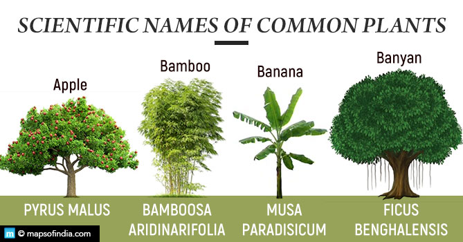 Scientific names of common plants