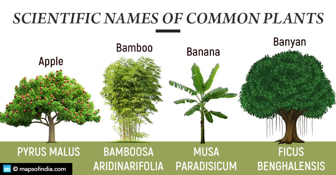 common names of trees