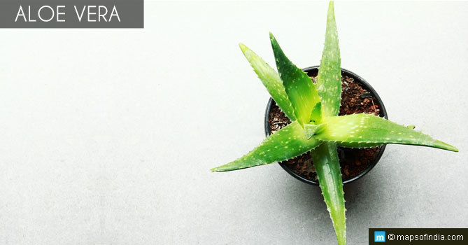 Aloe Vera Aloe Vera