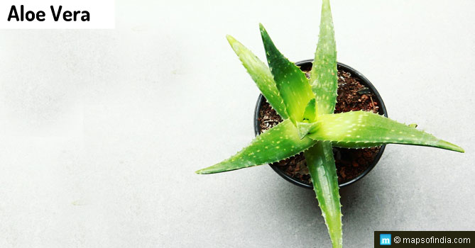 Aloe Vera