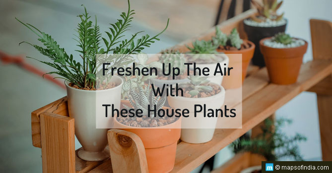 Freshen Up The Air with These House Plants