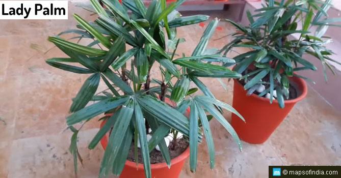Lady Palm