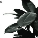Rubber Plants