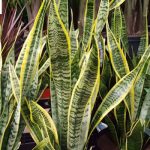Snake Plant
