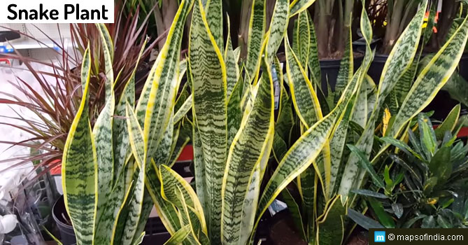 Snake Plant