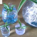 Spider Plant