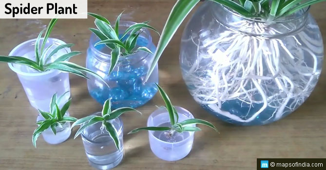 Spider Plant