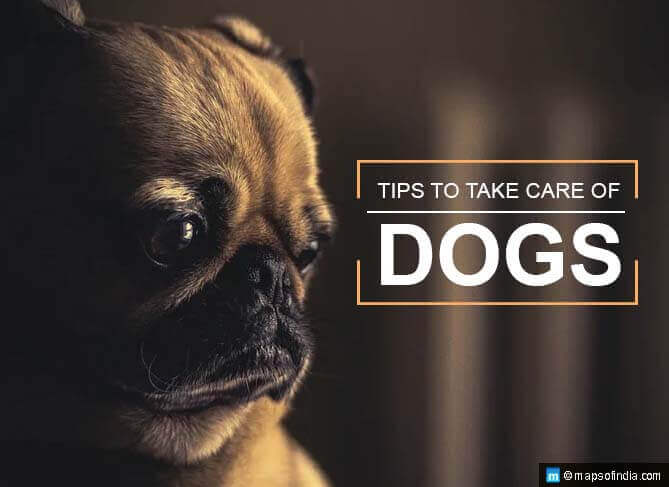 Tips to Take Care of Dogs