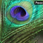 Peacock Feather or Mor Pankh