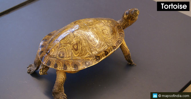 Tortoise