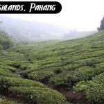 Cameron Highlands, Pahang, Malaysia