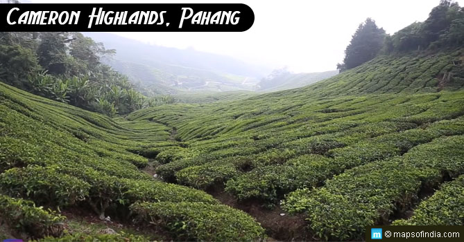 Cameron Highlands, Pahang, Malaysia