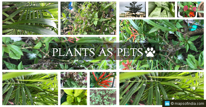 Plants are My Pets