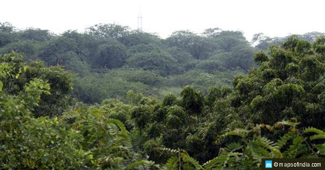 Forest Cover Increases in India, Still Far from the Actual Target