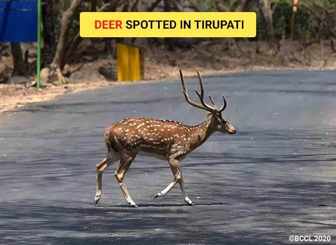 Deer Spotted in Tirupati