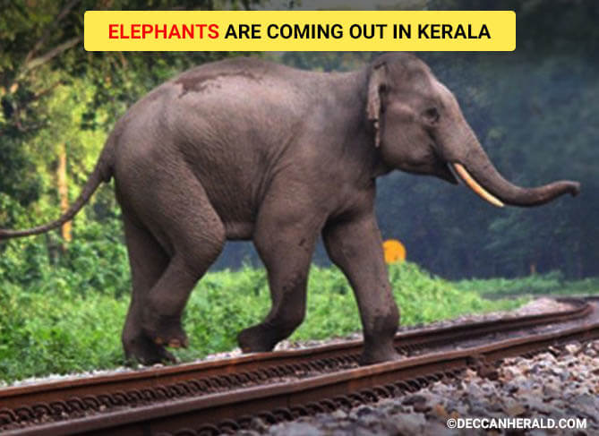 Elephants are Coming Out in Kerala