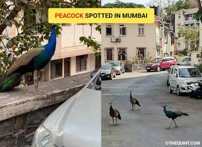 Peacock Spotted in Mumbai