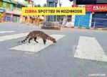 Zebra Spotted in Kozhikode