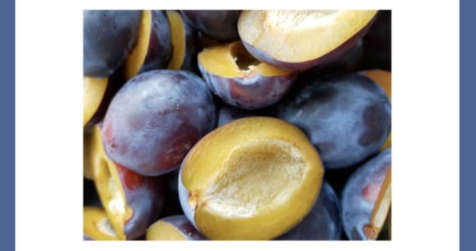 What are these fruits called after they are dried naturally in the sun without undergoing any fermentation process