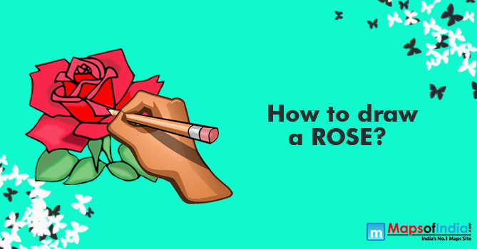 How to draw a Rose? Learn with step by step guide for beginners