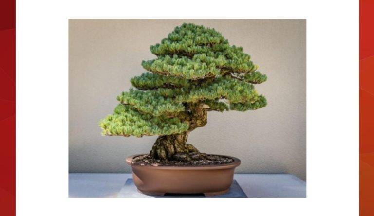 Identify the cultivation technique. | Amazon Quiz