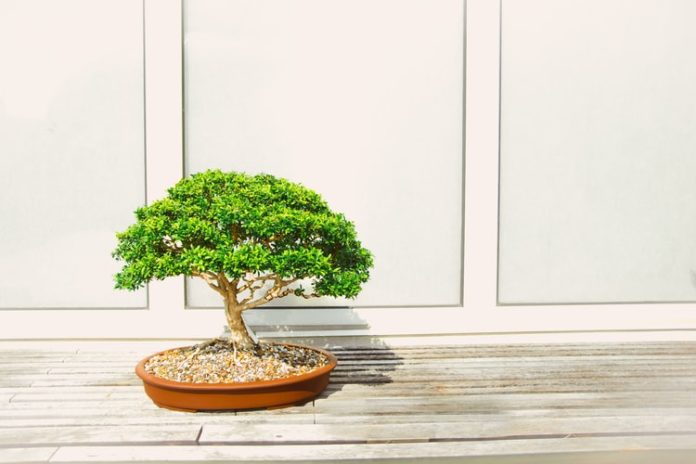 bonsai plants tree photo
