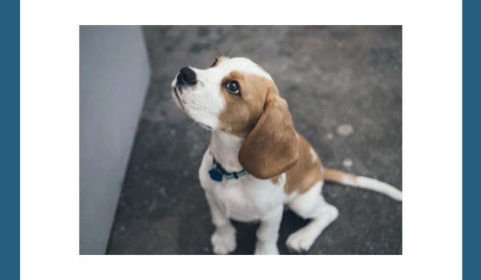 Name this popular breed of dog Amazon Quiz