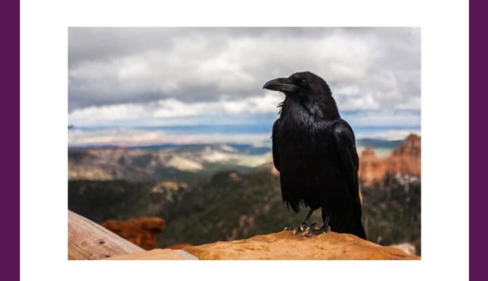 What does this bird symbolize in Norse Mythology Amazon Quiz