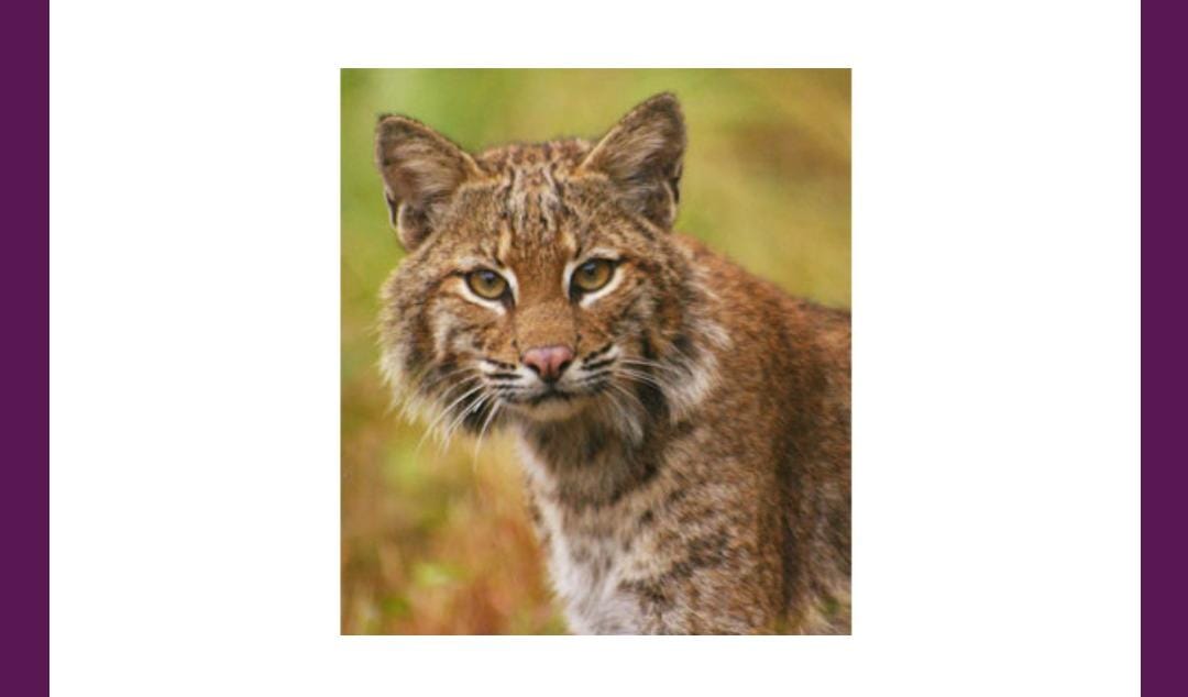 What is this animal called? | Amazon Quiz - Quiz What is this animal called? | Amazon Quiz - Quiz
