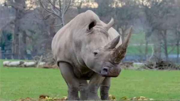 Which country is home to more than 90% of the world's approximately 20,000 population of these animals Which country is home to more than 90% of the world's approximately 20,000 population of these animals?