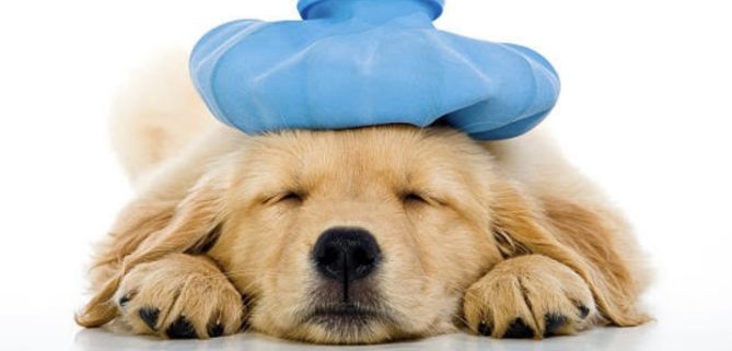 How to heal a Sick Dog? - Health