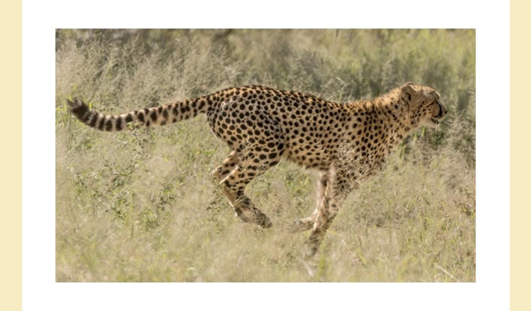 Identify this animal whose name is devired from the Sanskrit word meaning  “spotted one”. - Quiz