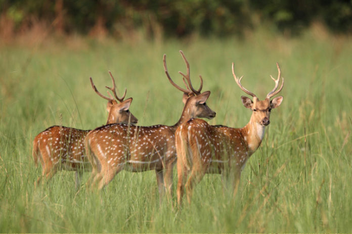 Deer at Jim Corbett National Park