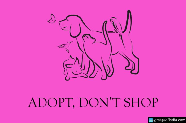 Top 10 Animal Shelters in India in 2021 Top 10 Animal Shelters in India in 2021